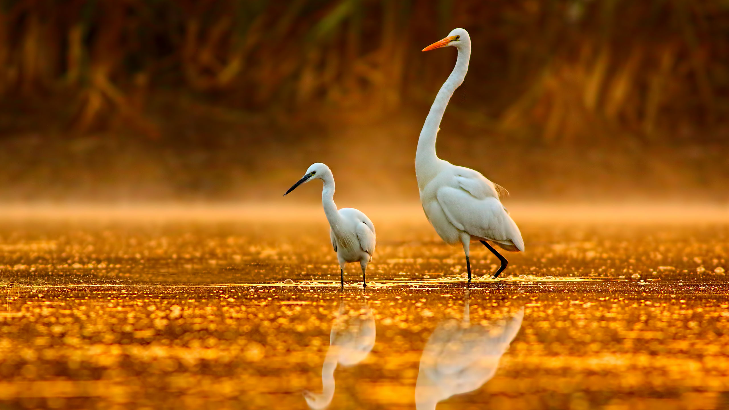 The Big Easy to the Gateway City