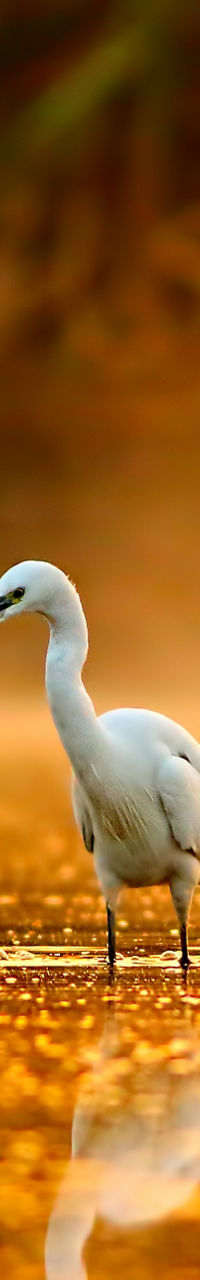 Egrets wading in golden sunrise water
