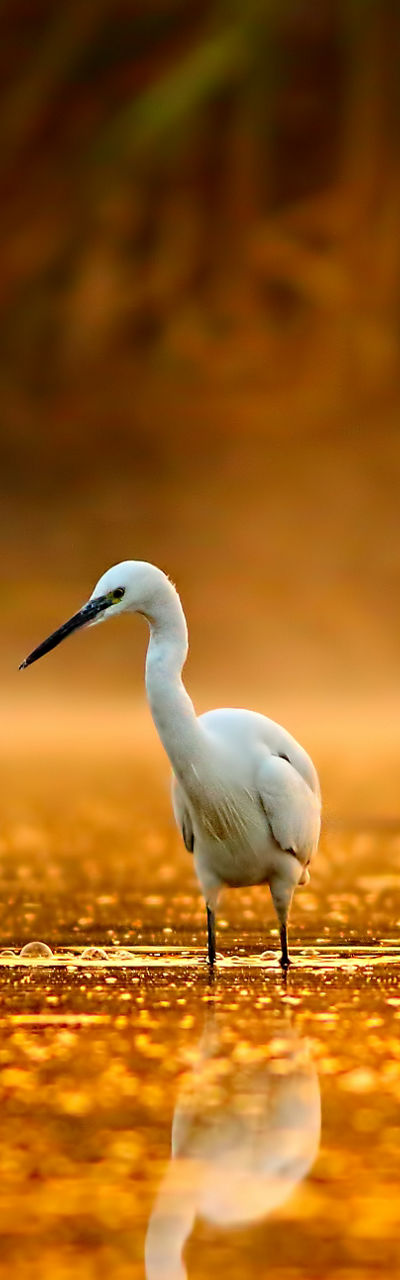 Egrets wading in golden sunrise water