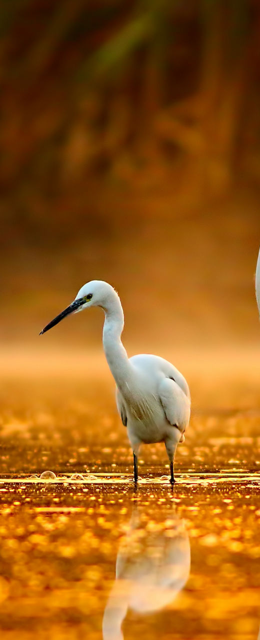 Egrets wading in golden sunrise water