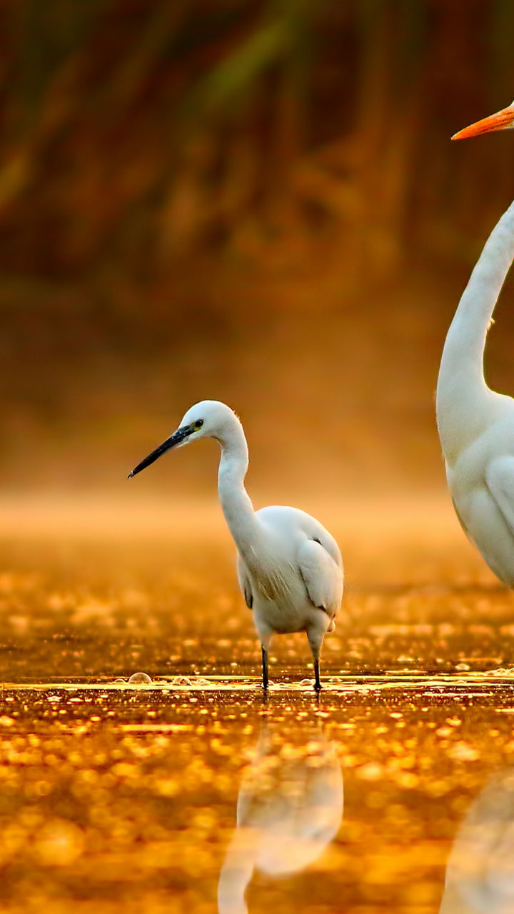 Egrets wading in golden sunrise water