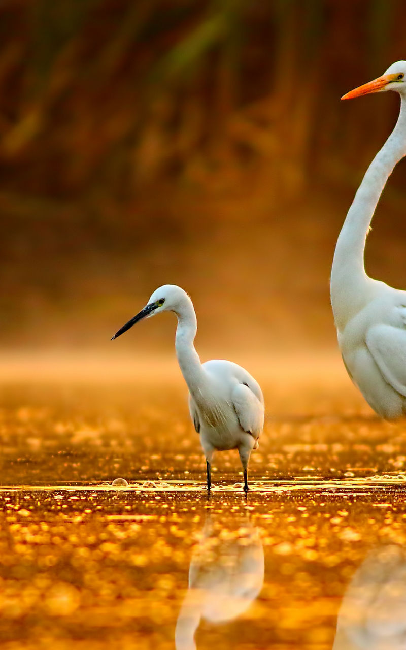 Egrets wading in golden sunrise water
