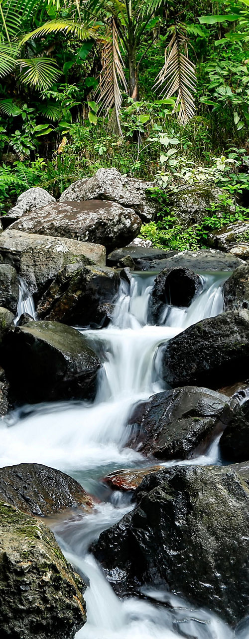 Tropical forest stream with rocky cascade
