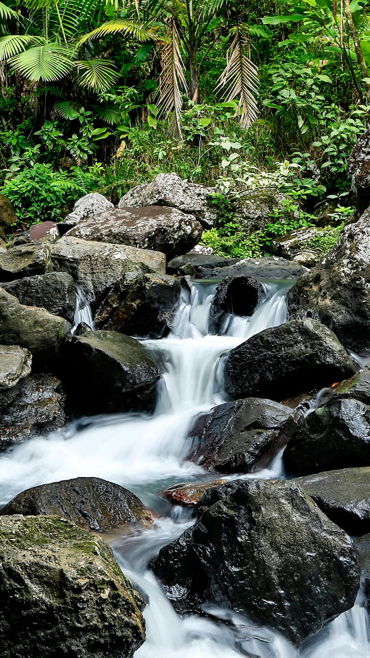Tropical forest stream with rocky cascade