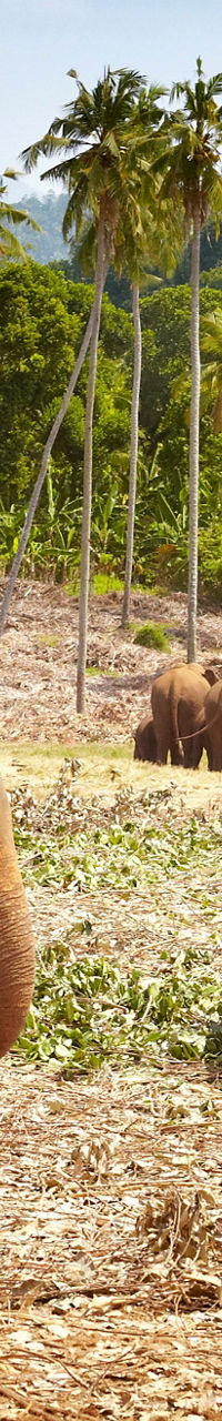 Group of elephants in tropical landscape