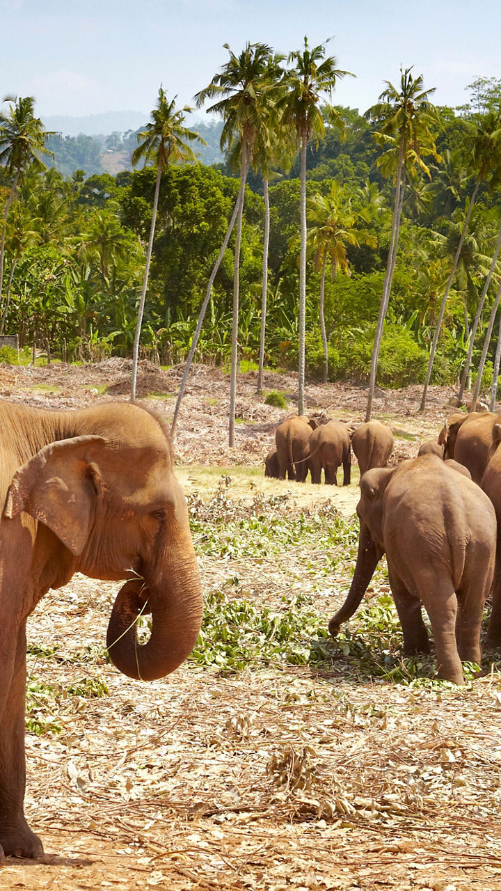 Group of elephants in tropical landscape