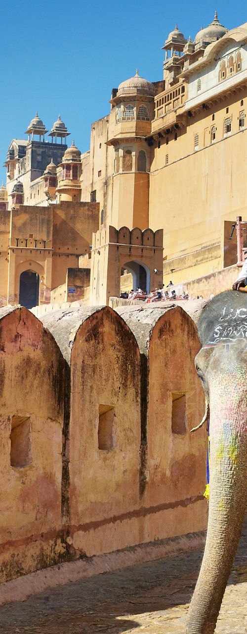 Elephants at Amber Fort in Jaipur, India