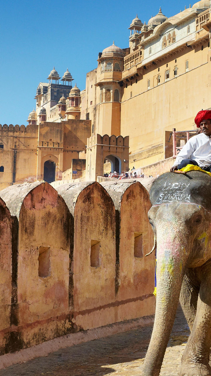 Elephants at Amber Fort in Jaipur, India