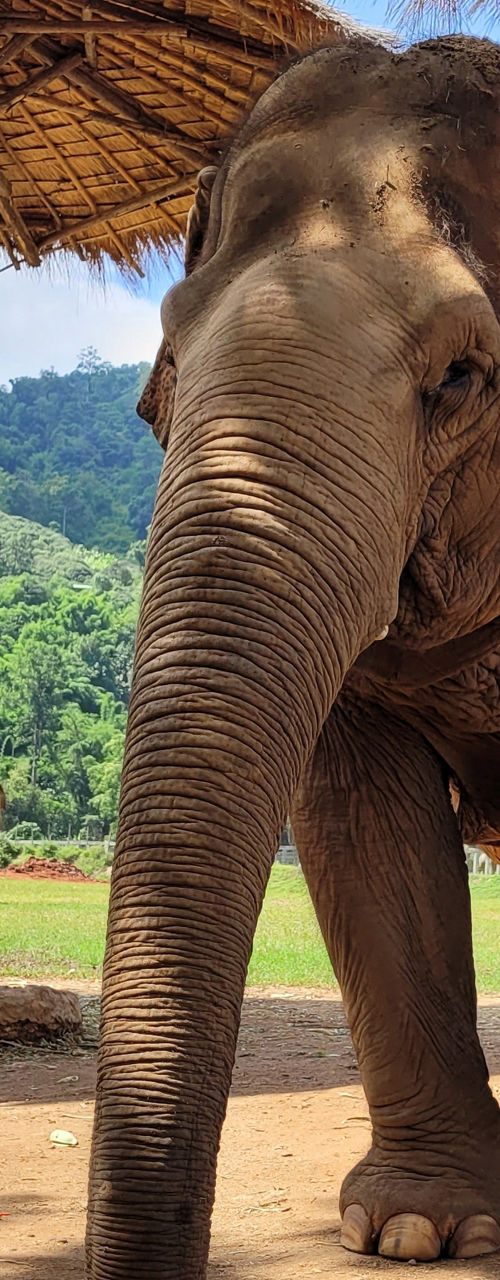 Elephant in lush outdoor sanctuary setting