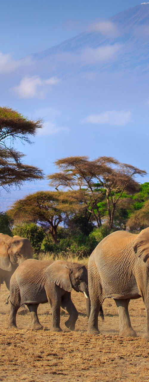 Elephants walking near Mount Kilimanjaro