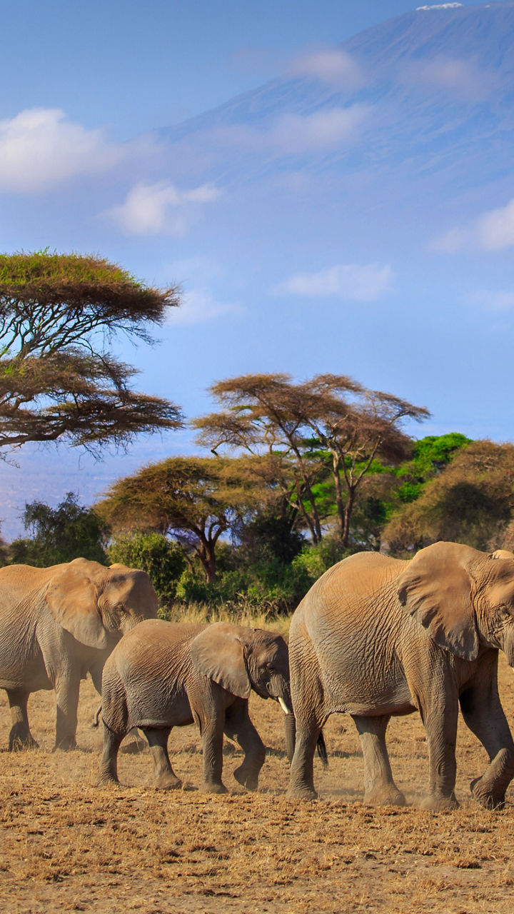 Elephants walking near Mount Kilimanjaro