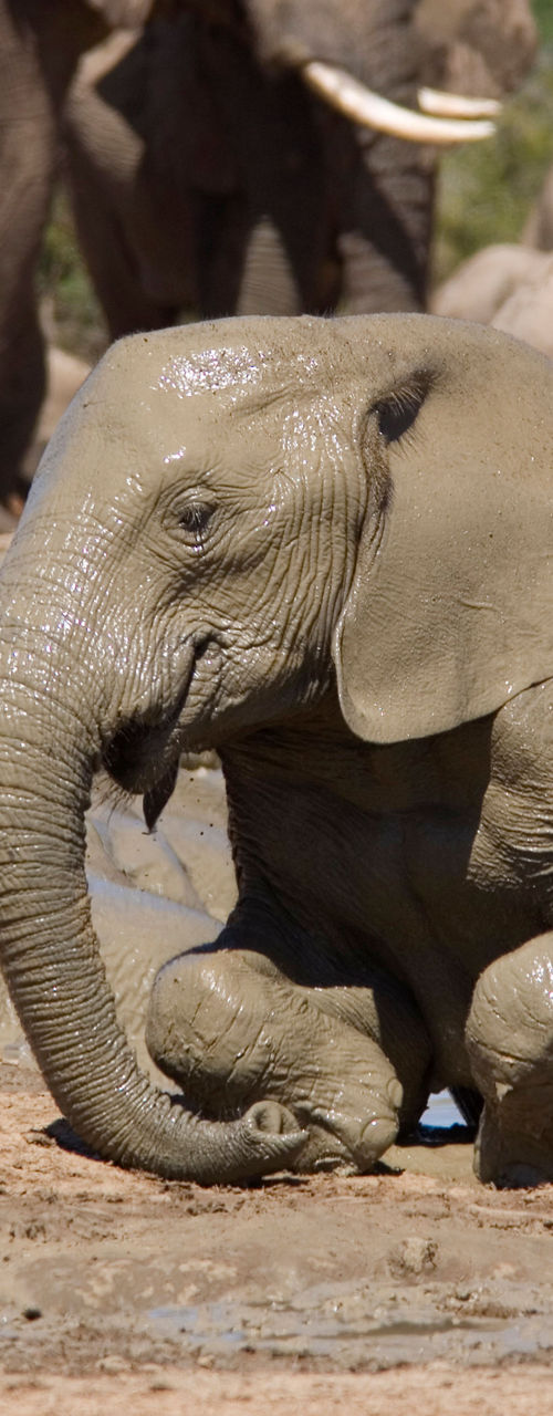 Elephants bathing in muddy waterhole