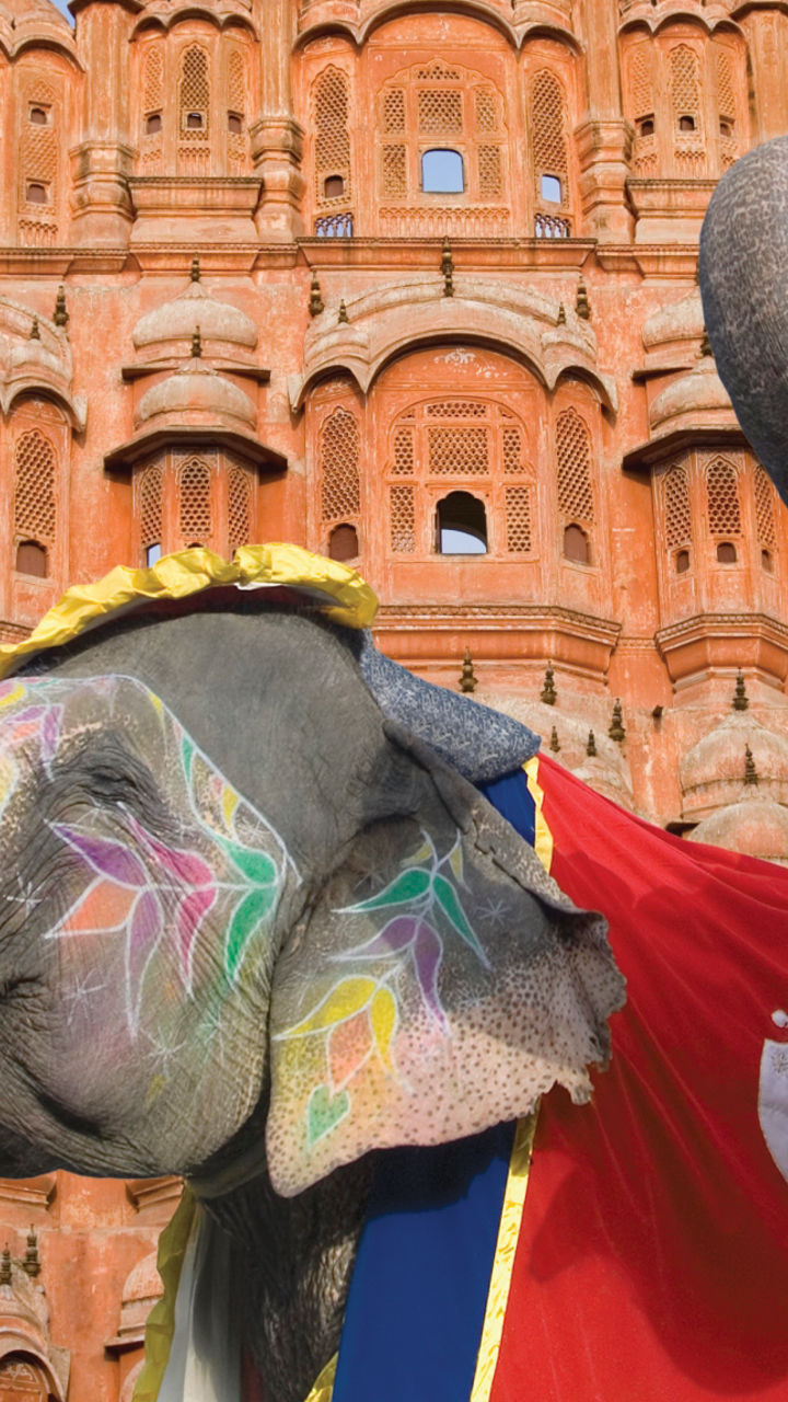 Decorated elephants in front of Hawa Mahal
