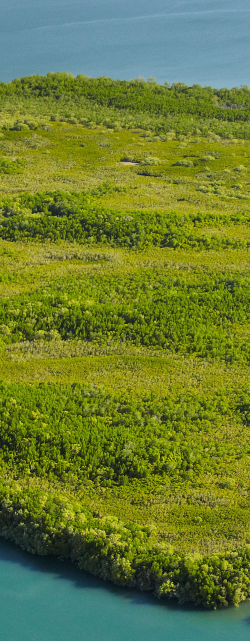 Aerial view of lush green river delta