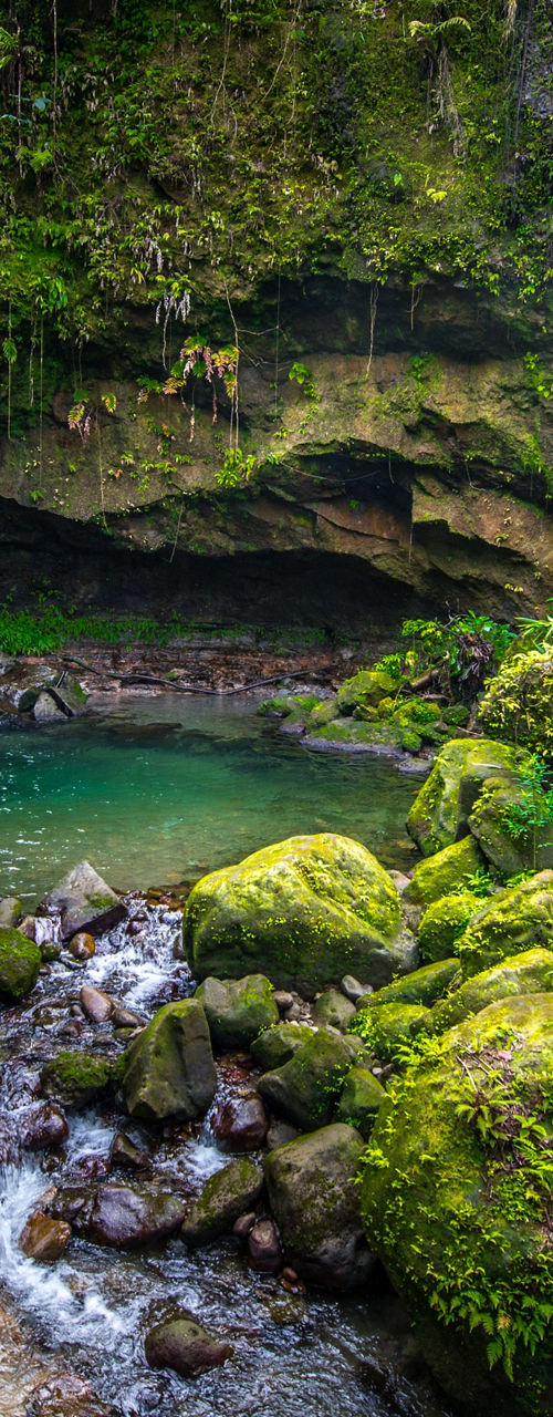 Serene waterfall in lush green forest