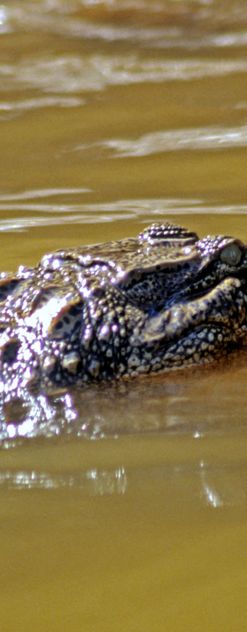 Crocodile swimming in murky water
