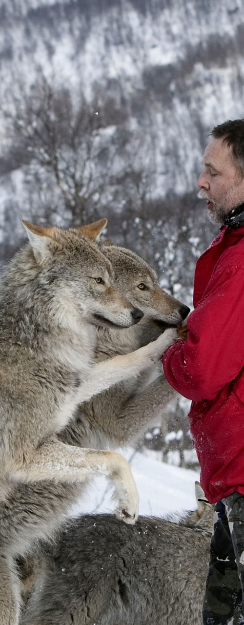Man interacting with wolves in snowy landscape