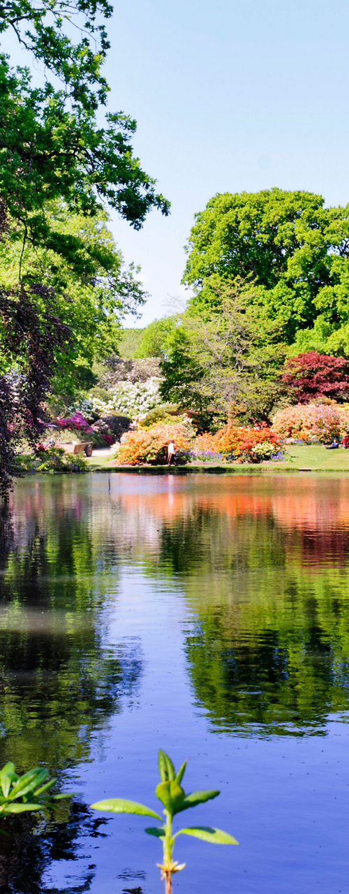 Serene garden with colorful trees and pond
