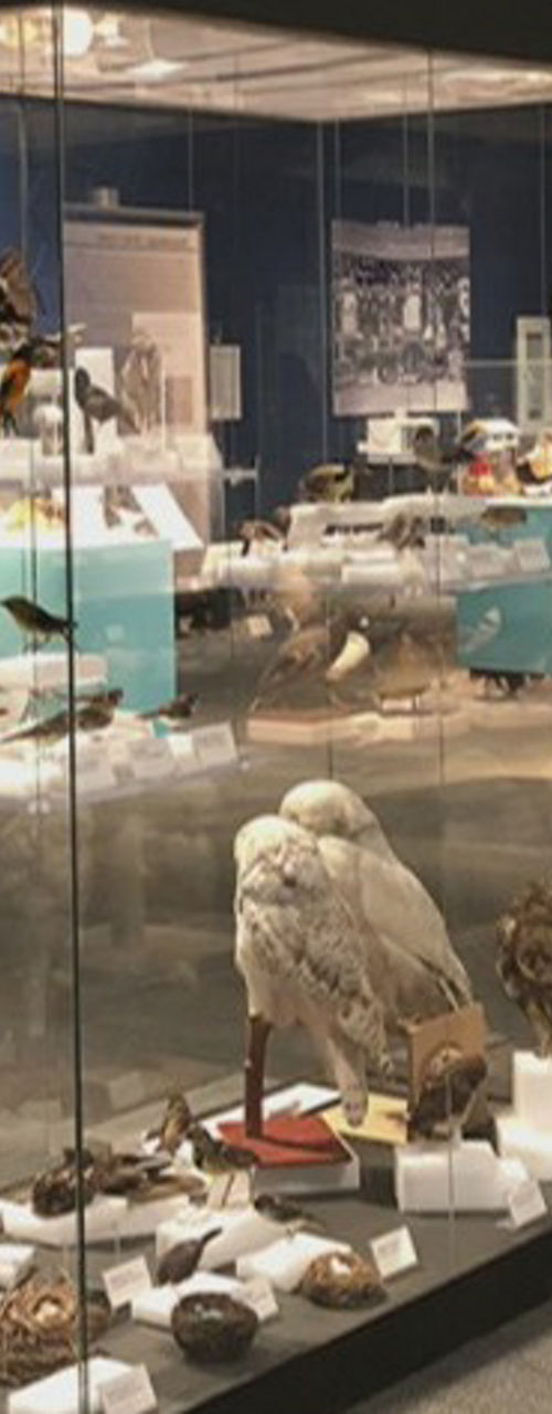 Natural history museum exhibit with bird displays