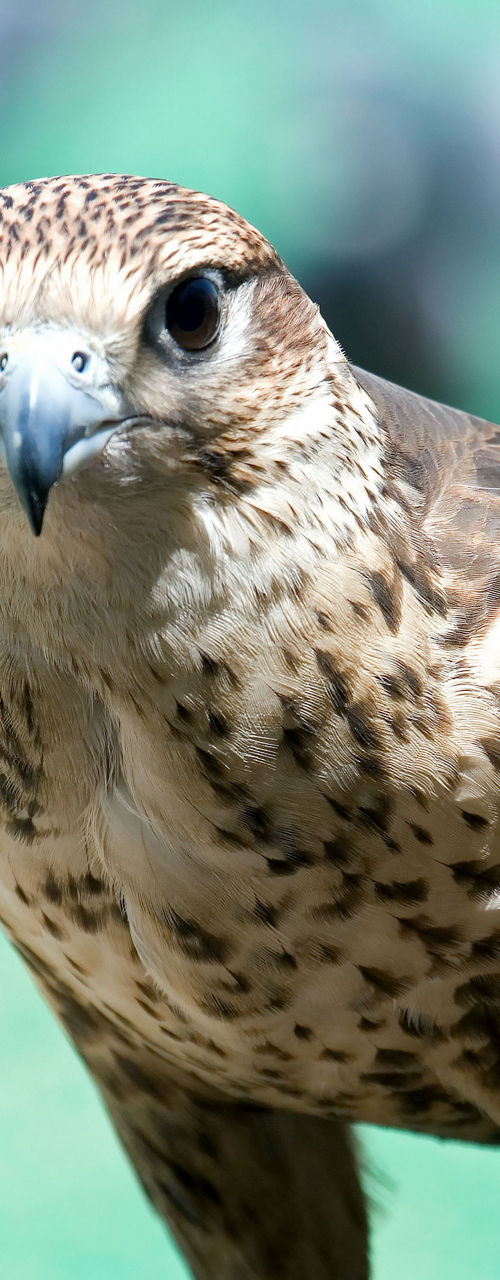 Close-up of falcon with wings spread