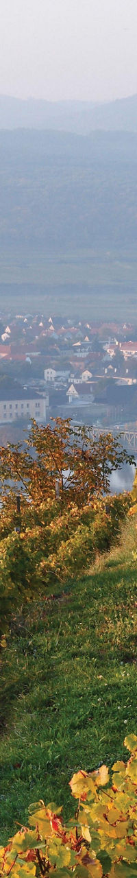 Scenic vineyard overlooking river valley