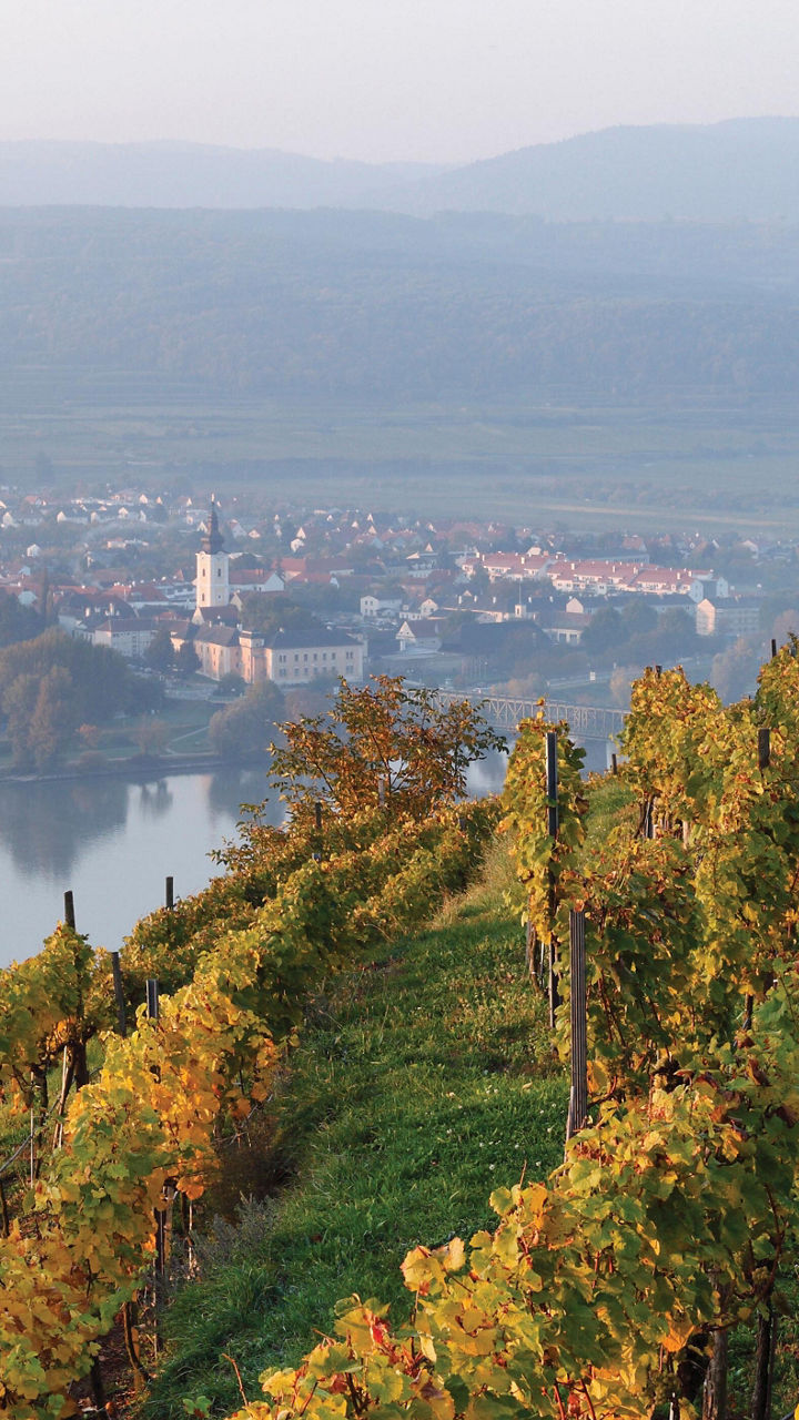 Scenic vineyard overlooking river valley