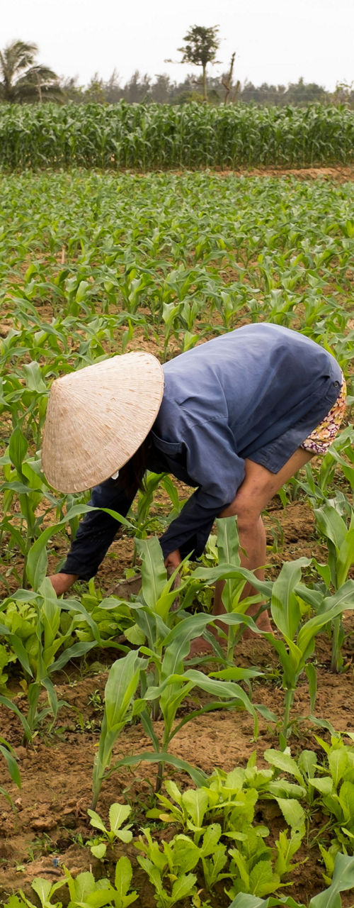 Farmer tending crops in rural field