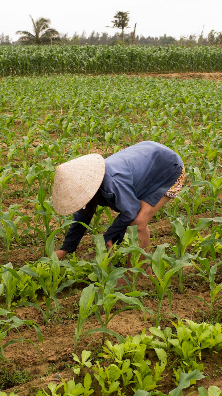 Hoi An Organic Farm & Cooking Class