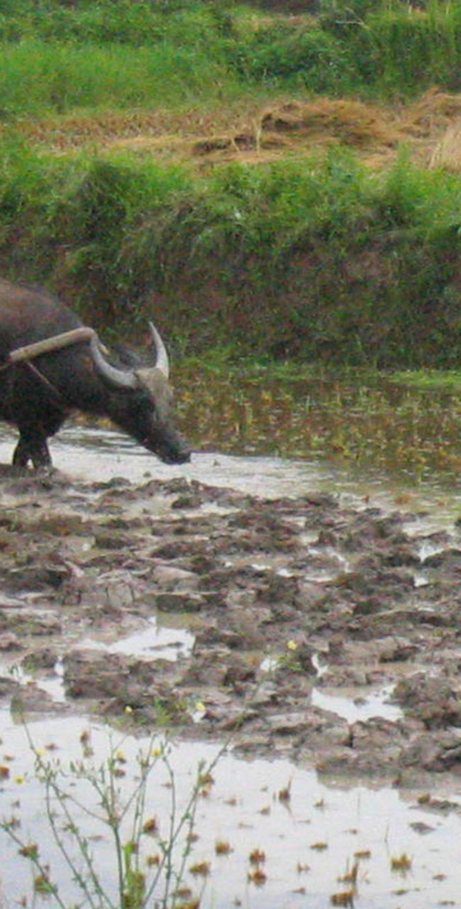 Farmer plowing rice field with water buffalo