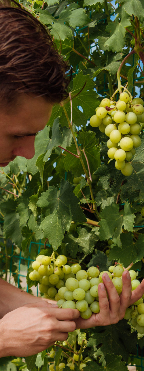 Worker inspecting green grapes on vineyard