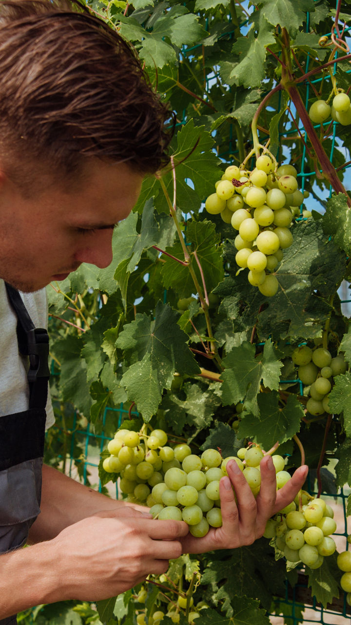 Oranje Tractor Wine & Organic Farm Immersion
