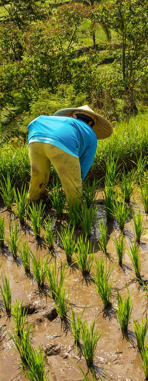 Farmers tending rice fields in lush landscape