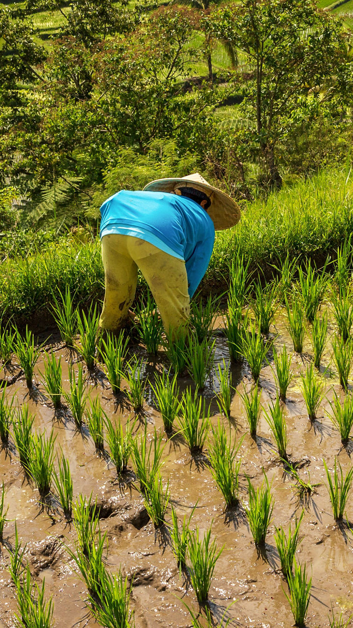 Ubud Discovery & Rice Terraces