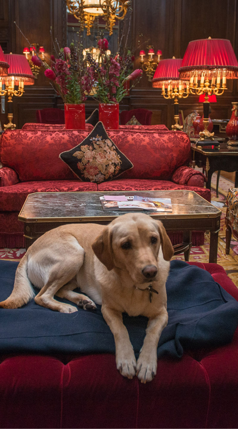 Labrador resting in luxurious lounge setting