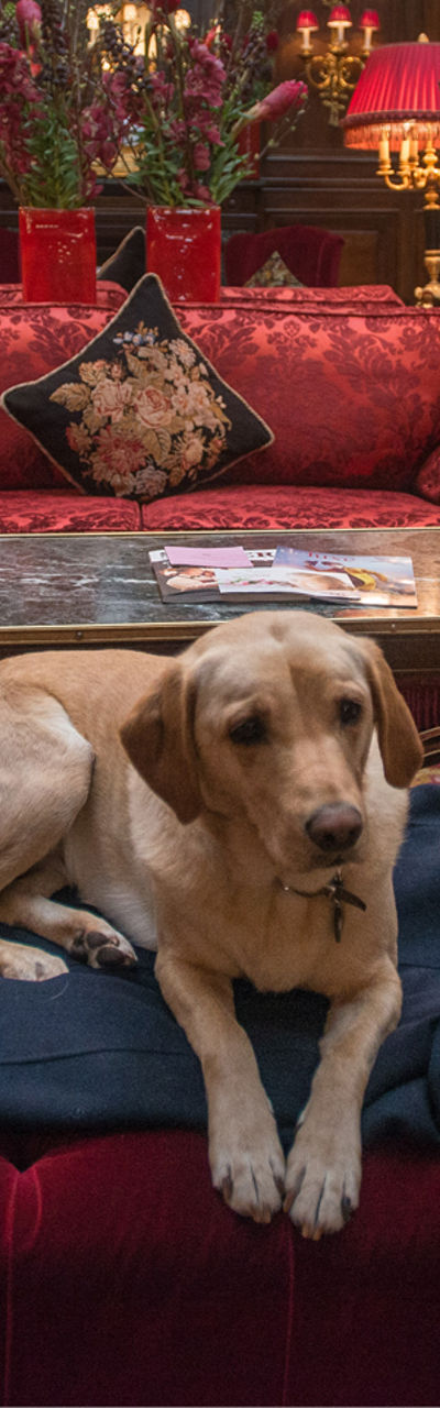 Labrador resting in luxurious lounge setting