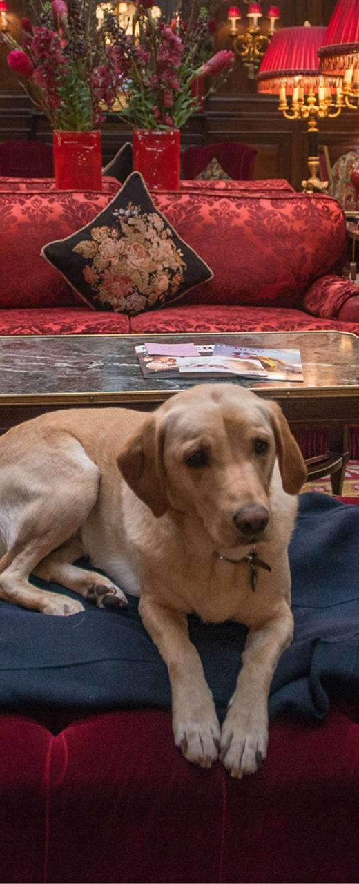 Labrador resting in luxurious lounge setting