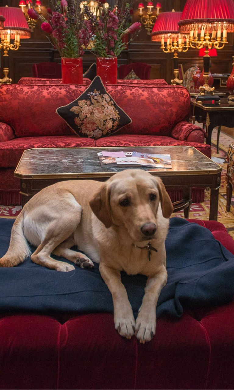 Labrador resting in luxurious lounge setting
