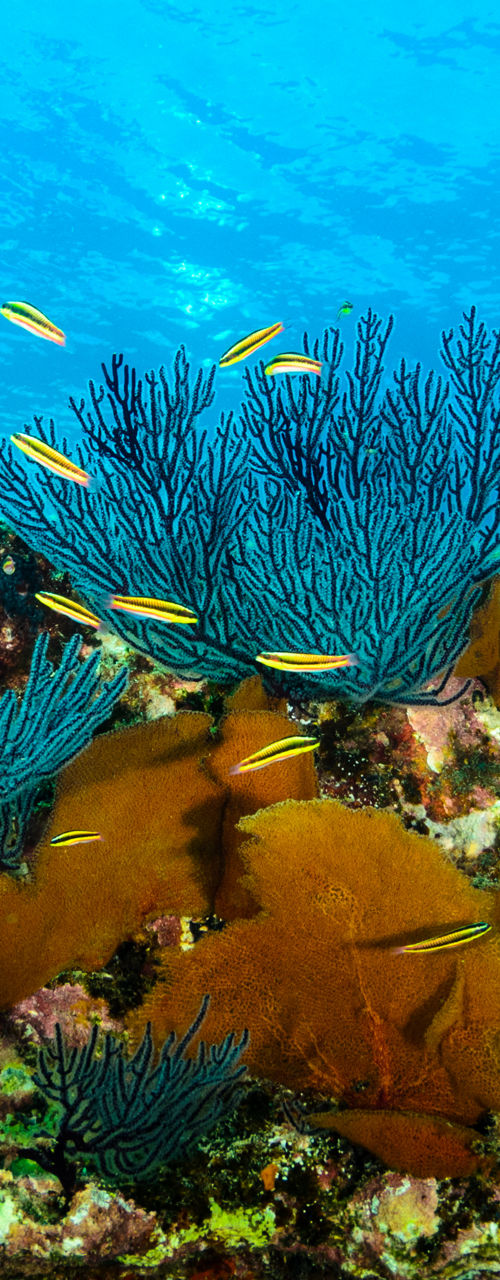 Vibrant Coral Reef with Tropical Fish