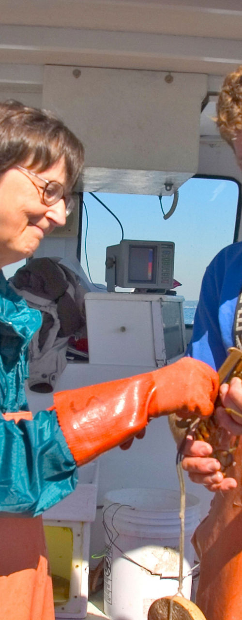 Fishermen examining lobster on boat deck