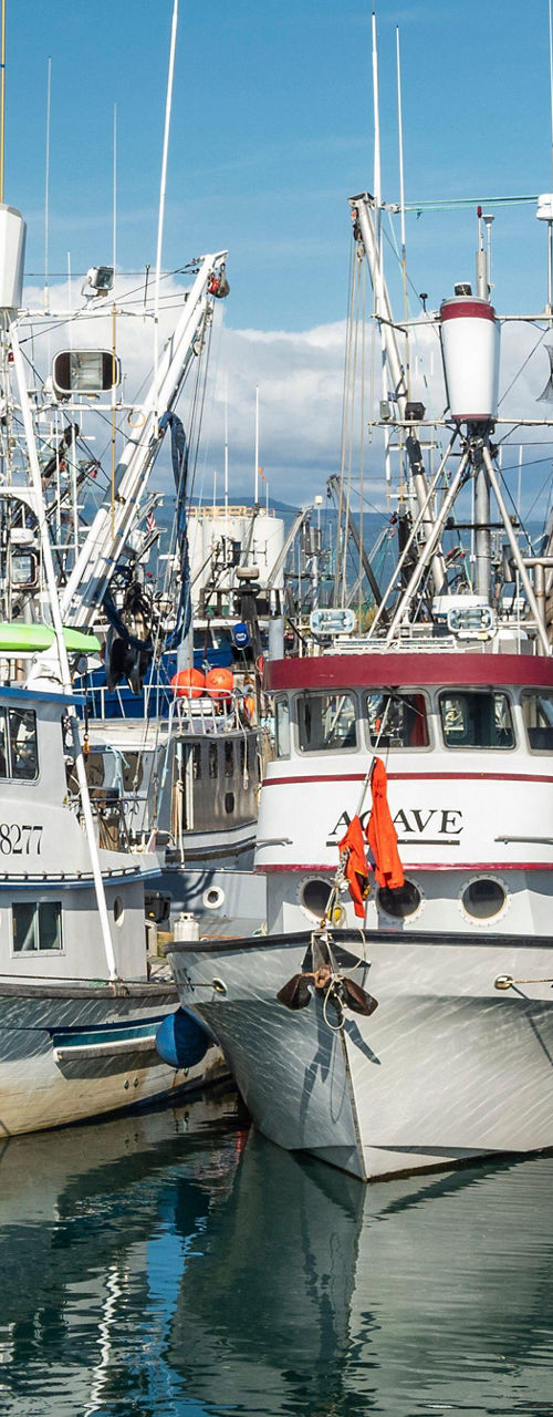 Fishing boats docked at a marina