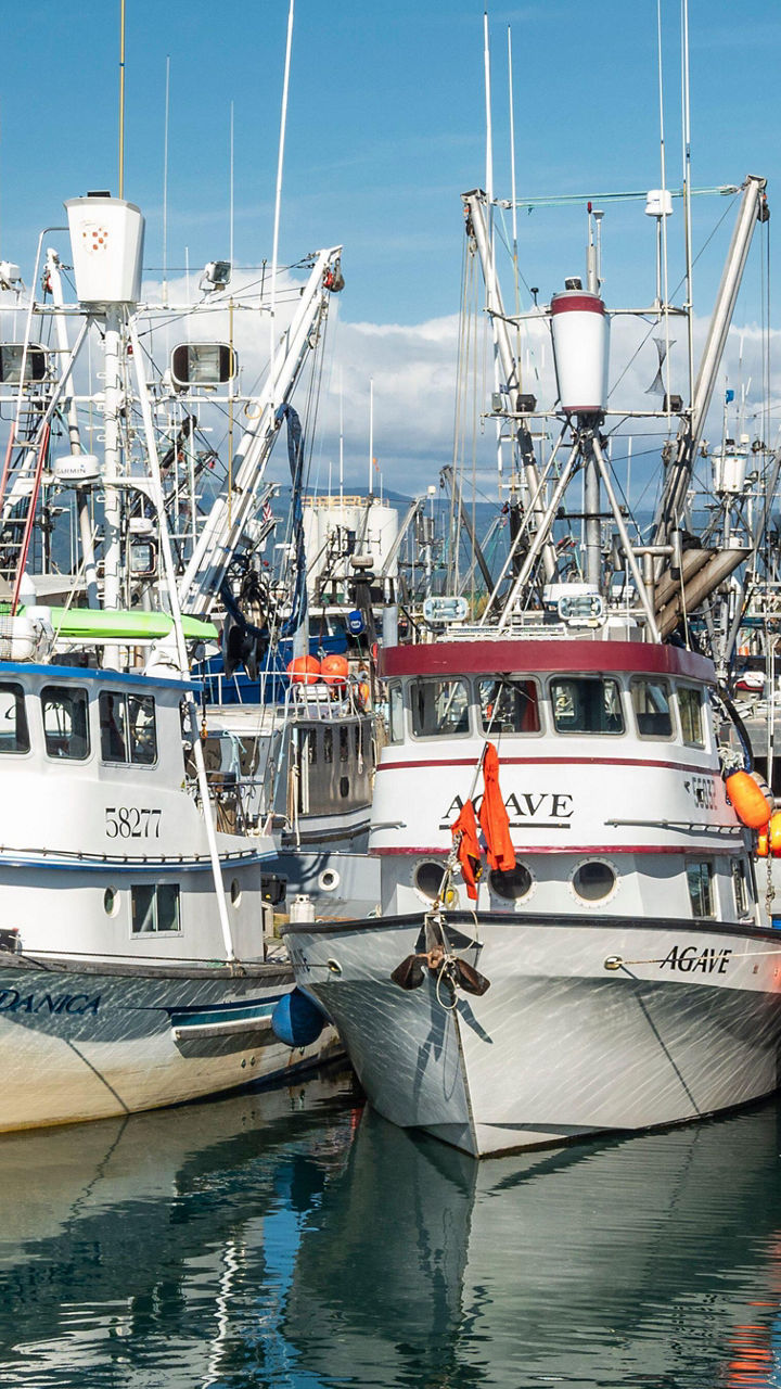 Homer Harbor on Foot