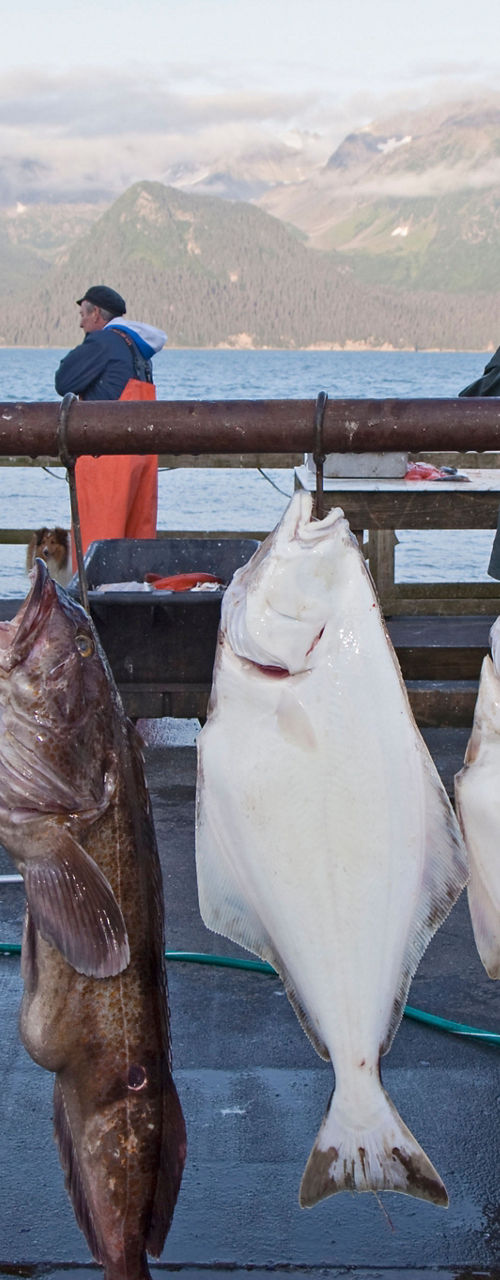 Fishermen Displaying Large Freshly Caught Fish