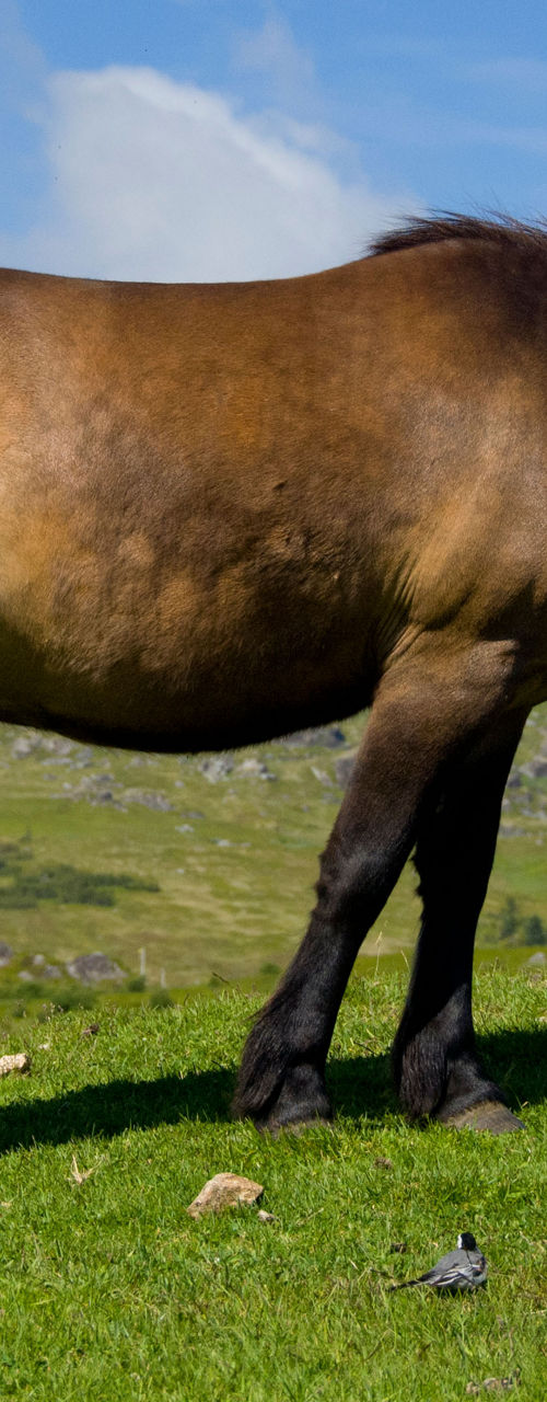 Two horses grazing in a green meadow
