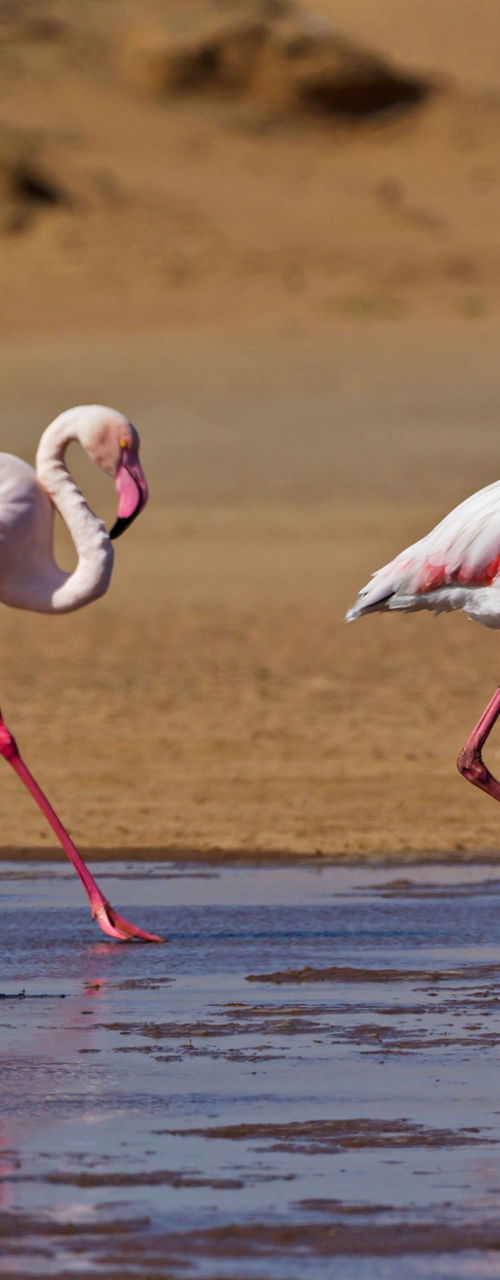 Flamingos wading in desert wetland