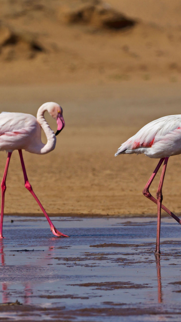 Flamingos wading in desert wetland