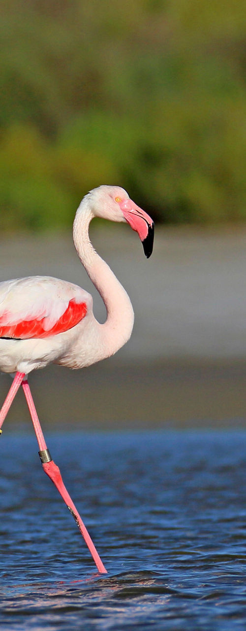 Two flamingos wading in shallow water