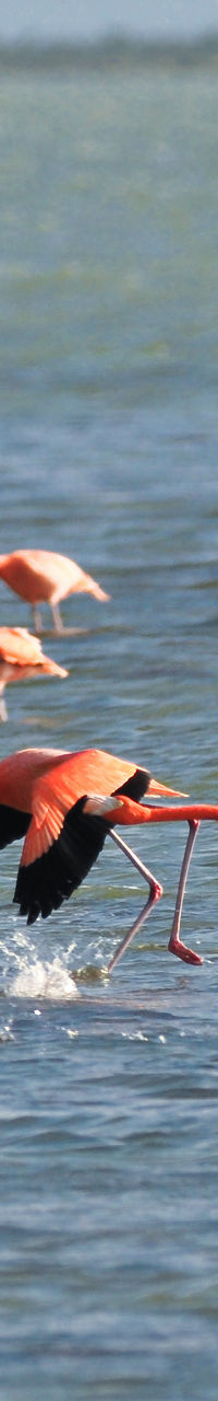 Flock of Flamingos Taking Flight Over Water