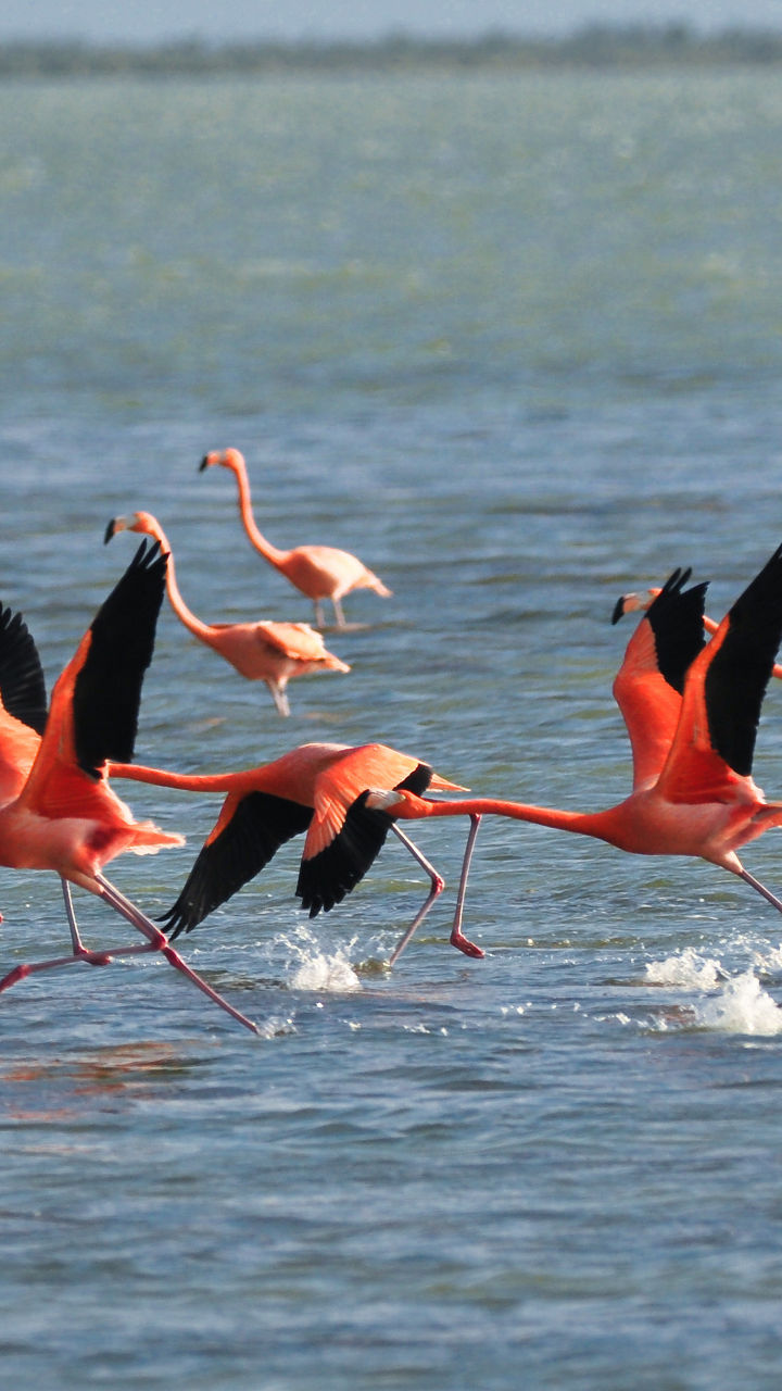 Flock of Flamingos Taking Flight Over Water