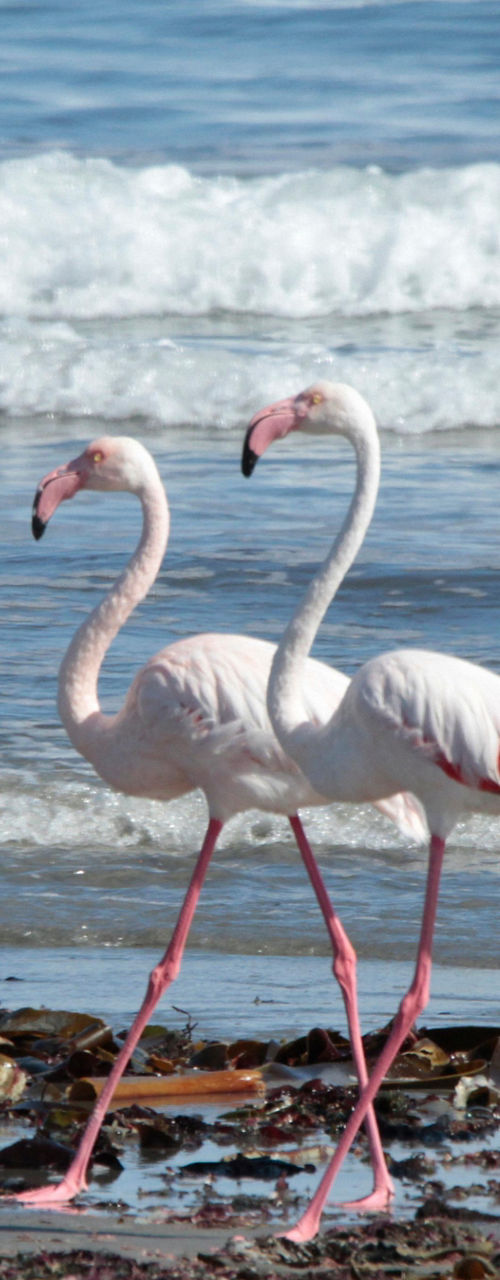 Four flamingos walking along the shoreline