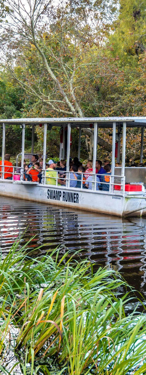 Tour boat cruising through scenic wetlands